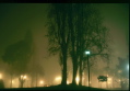 Tree, Fog and Street Light