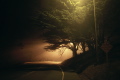Tree and Street Light
